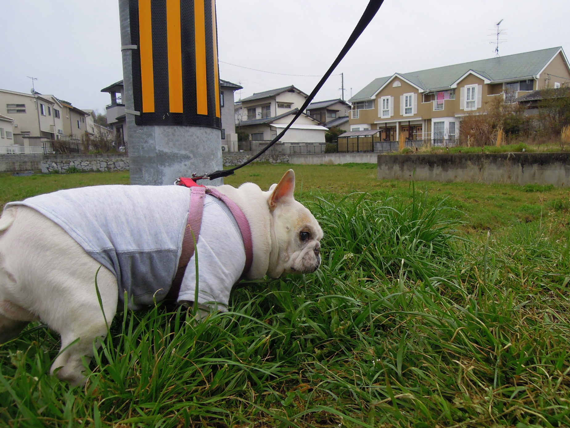 今日も風船...でしゅ。_a0158613_21250701.jpg