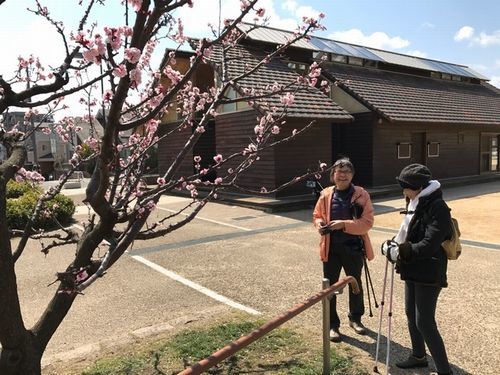 桜の開花を求めて!!_f0223914_03174822.jpg