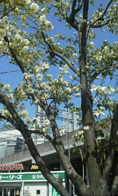 c0074721_15220266.jpg