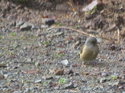 野鳥が_e0030924_97648.jpg