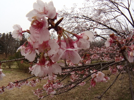 2017年3月下旬　埼玉県中北部の公園_c0353632_15571837.jpg