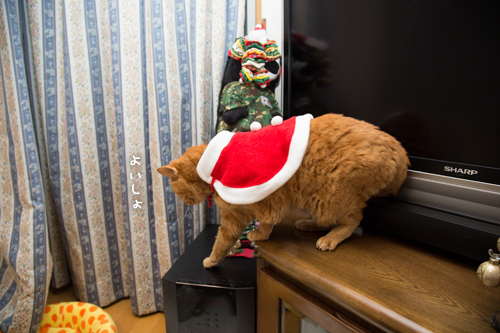 クリスマス撮影秘話☆その1_d0355333_11350715.jpg