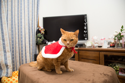 クリスマス撮影秘話☆その1_d0355333_11350794.jpg
