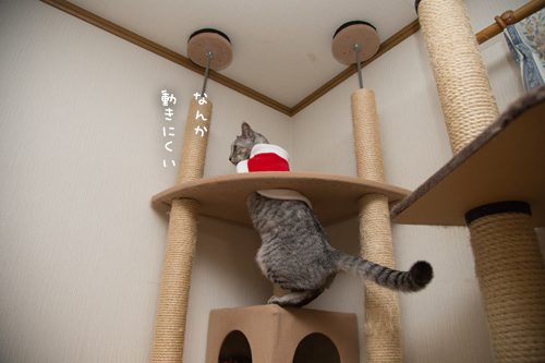 クリスマス撮影秘話☆その3_d0355333_11350831.jpg