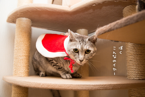 クリスマス撮影秘話☆その3_d0355333_11350847.jpg