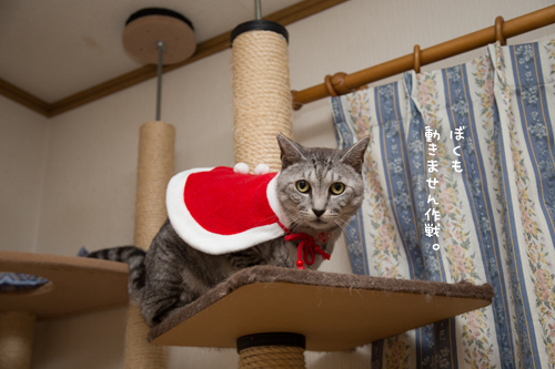 クリスマス撮影秘話☆その3_d0355333_11350857.jpg