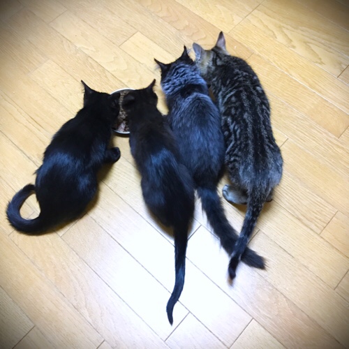こねこも頑張った。_d0355333_11351150.jpg