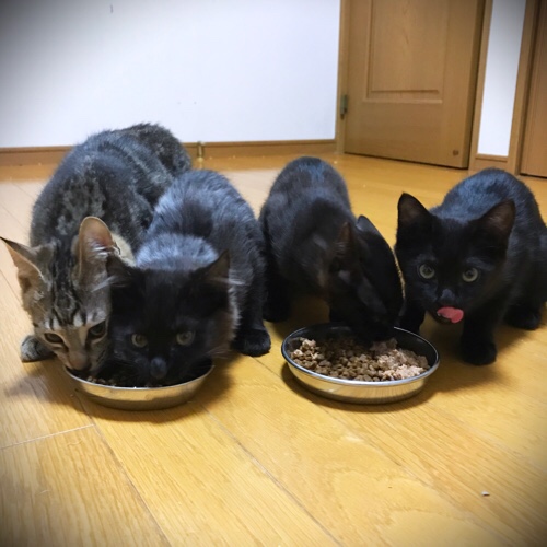 こねこも頑張った。_d0355333_11351177.jpg
