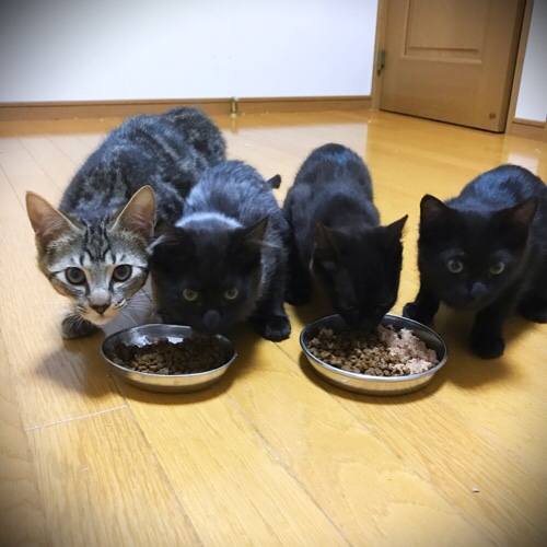 こねこも頑張った。_d0355333_11351186.jpg