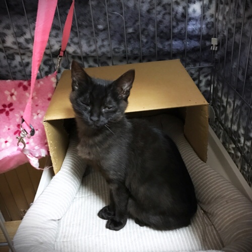 こねこも頑張った。_d0355333_11351278.jpg