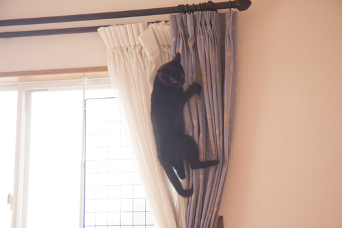 のぼらないでぇぇ_d0355333_11352352.jpg