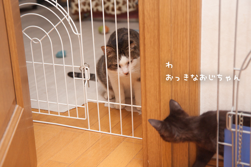 未知との遭遇_d0355333_11352354.jpg