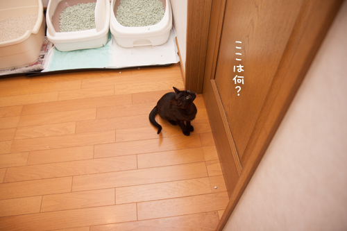 こねこは予測がつかない_d0355333_11352503.jpg