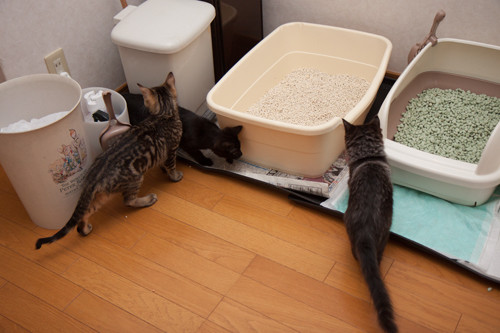 こねこは予測がつかない_d0355333_11352508.jpg