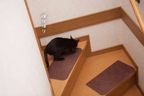 探検のはじまり_d0355333_11352554.jpg