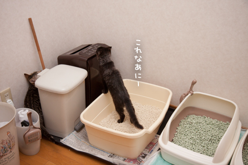 こねこは予測がつかない_d0355333_11352571.jpg