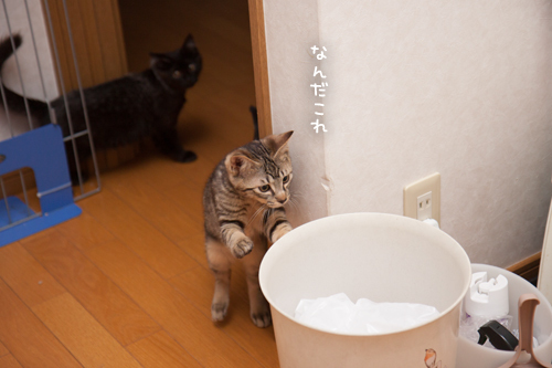 こねこは予測がつかない_d0355333_11352579.jpg