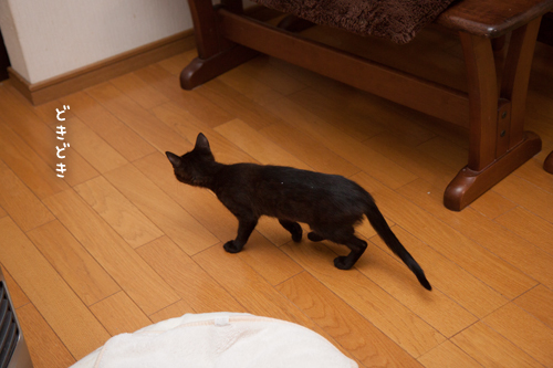 いよいよリビングへ_d0355333_11352683.jpg