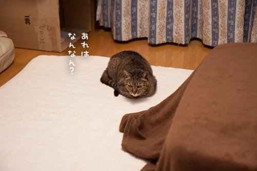 いよいよリビングへ_d0355333_11352697.jpg