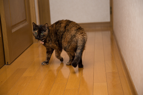 階段の見張り番_d0355333_11352719.jpg