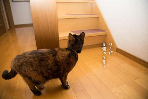階段の見張り番_d0355333_11352774.jpg