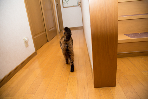 階段の見張り番_d0355333_11352789.jpg