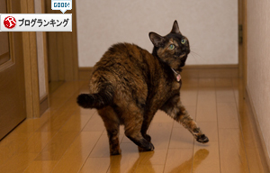 階段の見張り番_d0355333_11352850.jpg