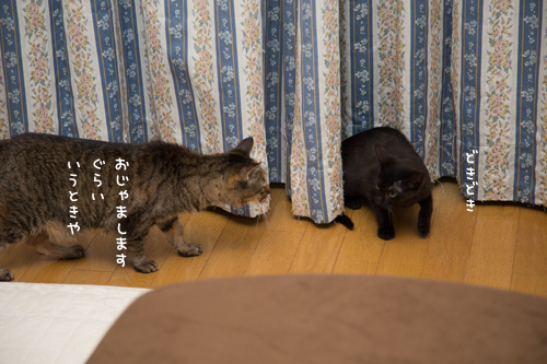 笑子たんの説教。_d0355333_11353066.jpg