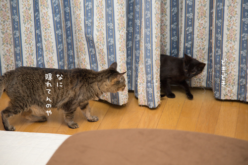 笑子たんの説教。_d0355333_11353079.jpg