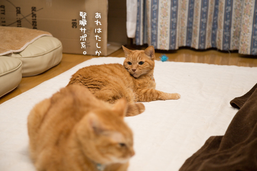 注目を集めるこねこ_d0355333_11353654.jpg