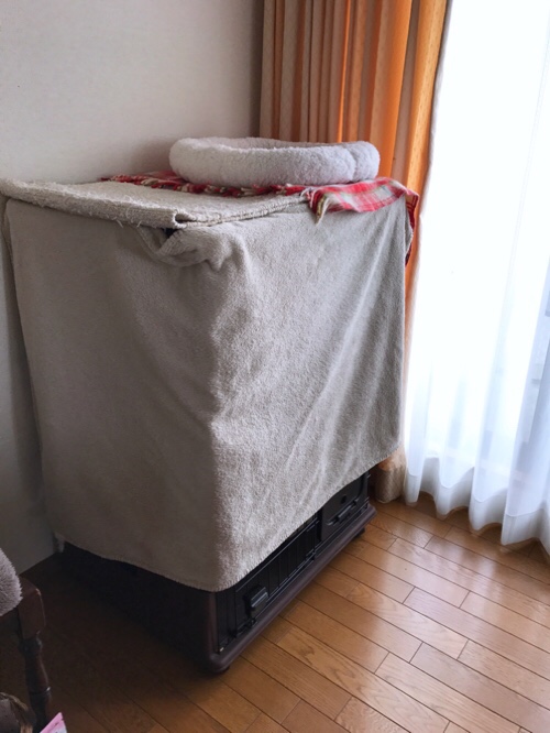 あんずとかりんの旅立ち_d0355333_11353707.jpg