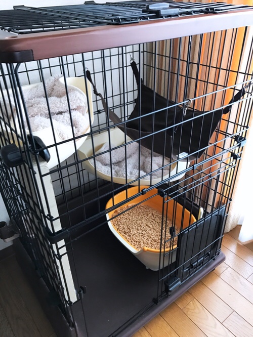 あんずとかりんの旅立ち_d0355333_11353788.jpg