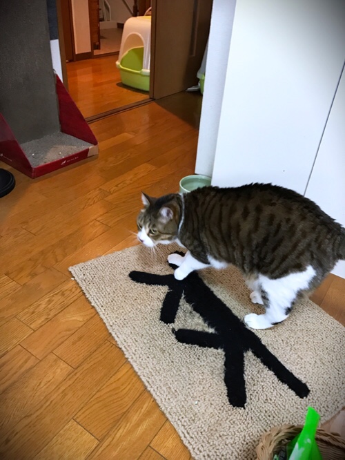 あんずとかりんの旅立ち_d0355333_11353807.jpg