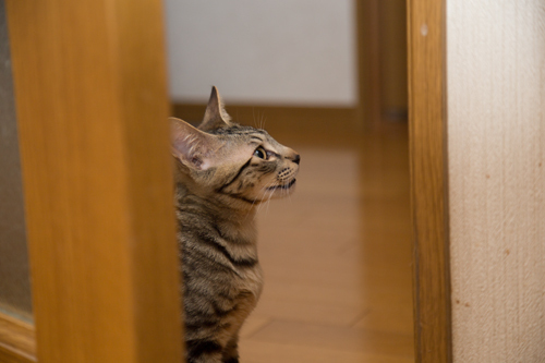 あかんたれさんは_d0355333_11353903.jpg