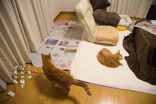 新しいソファがほしい_d0355333_11354168.jpg
