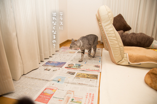 新しいソファがほしい_d0355333_11354223.jpg