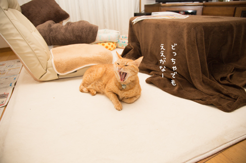 新しいソファがほしい_d0355333_11354225.jpg