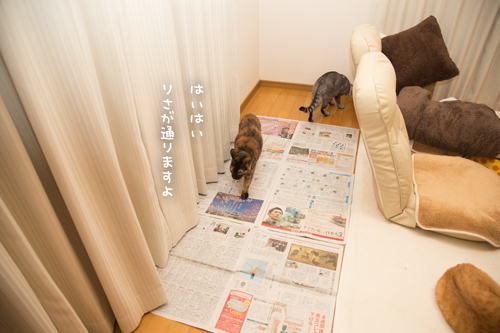 新しいソファがほしい_d0355333_11354253.jpg