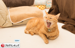 新しいソファがほしい_d0355333_11354276.jpg