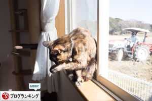 おひさまを浴びたさびねこ_d0355333_11354768.jpg