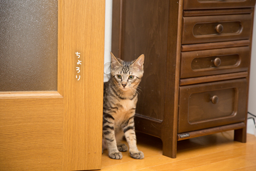 ゆずも少しずつ。_d0355333_11354772.jpg
