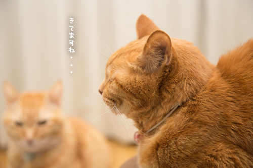 ゆずも少しずつ。_d0355333_11354781.jpg