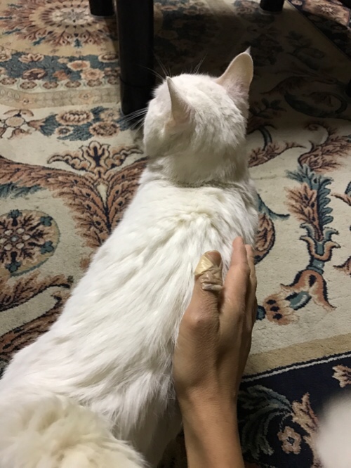 さくらの木のお母さん猫たち_d0355333_11355057.jpg
