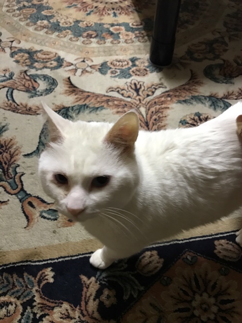 さくらの木のお母さん猫たち_d0355333_11355060.jpg