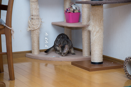 なんでも褒められる_d0355333_11355156.jpg