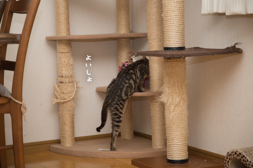 なんでも褒められる_d0355333_11355270.jpg