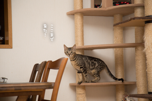 なんでも褒められる_d0355333_11355289.jpg