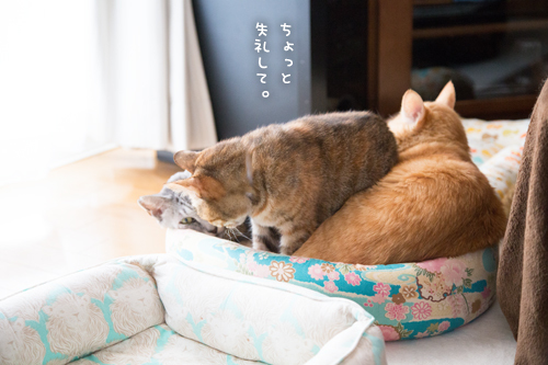 やっぱり無理があるよ_d0355333_11355310.jpg