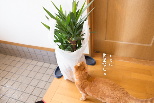 憧れの観葉植物_d0355333_11355355.jpg