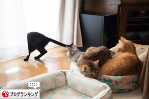 やっぱり無理があるよ_d0355333_11355378.jpg